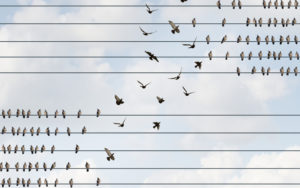 birds on a wire reorganizing