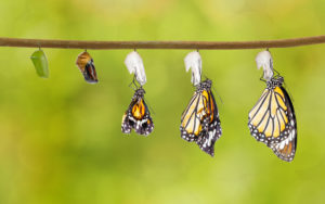 A butterfly transformation depicting the various stages of transformation