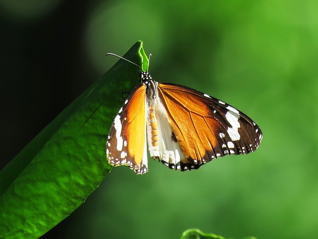 Butterflies go through a transformation or change